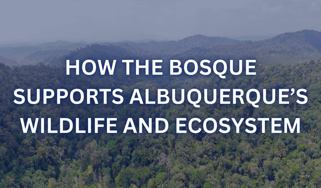 How the Bosque Supports Albuquerque’s Wildlife and Ecosystem