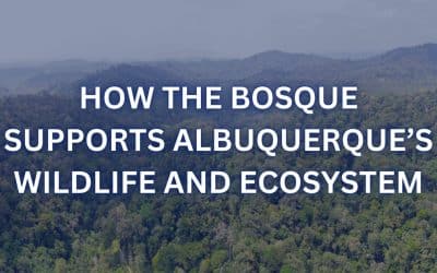 How the Bosque Supports Albuquerque’s Wildlife and Ecosystem